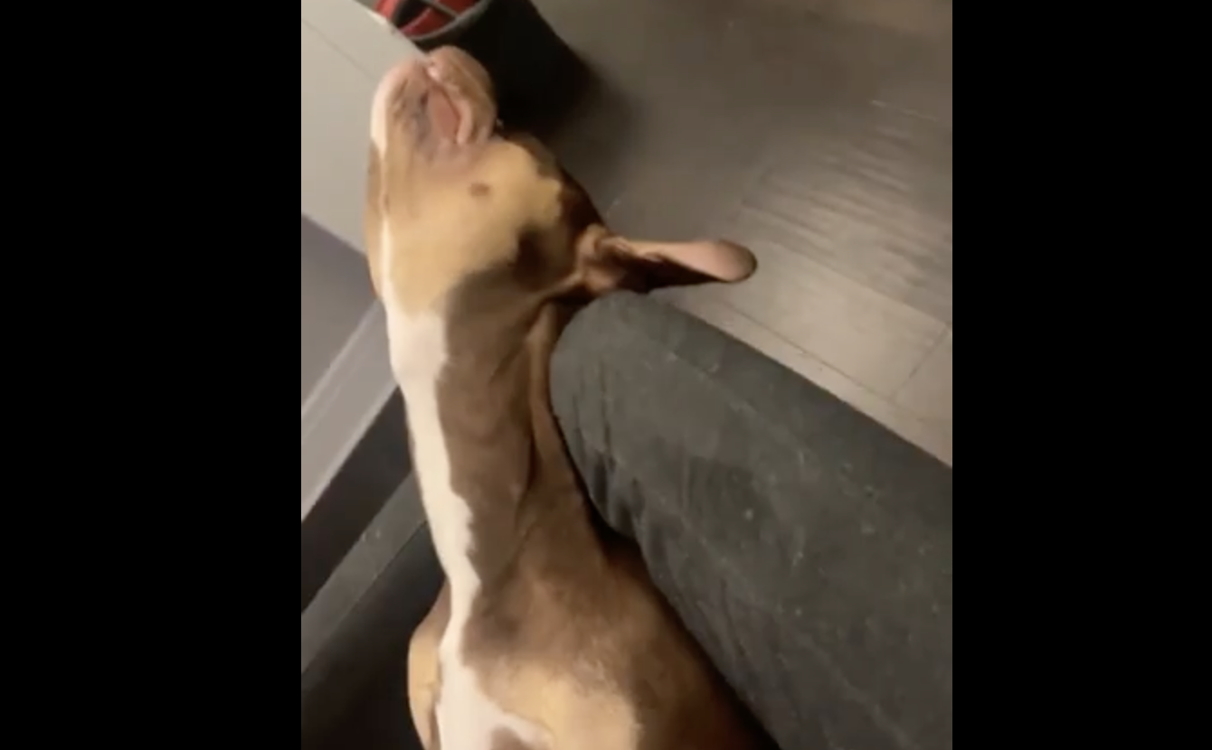 TRENDING NOW: Doggo totally bored with TV | iNFOnews.ca TRENDING NOW: Doggo totally bored with TV | iNFOnews.ca