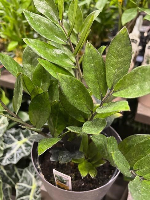 Easy houseplants for neglectful gardeners | iNFOnews.ca