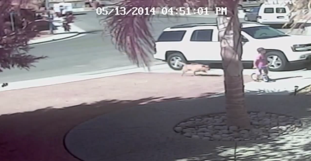 Cat attack saves boy from dog attack | iNFOnews.ca