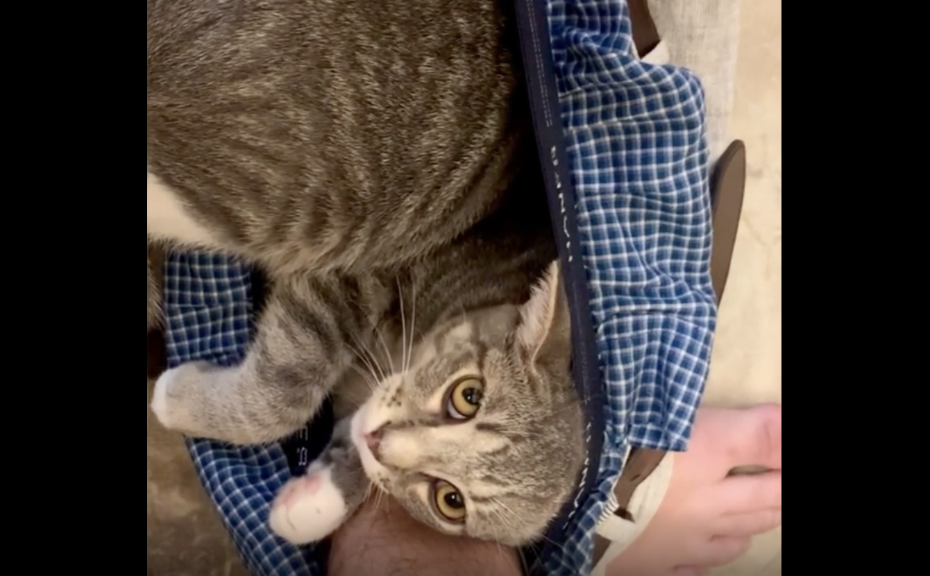 TRENDING NOW: Cat invades human's privacy | iNFOnews.ca