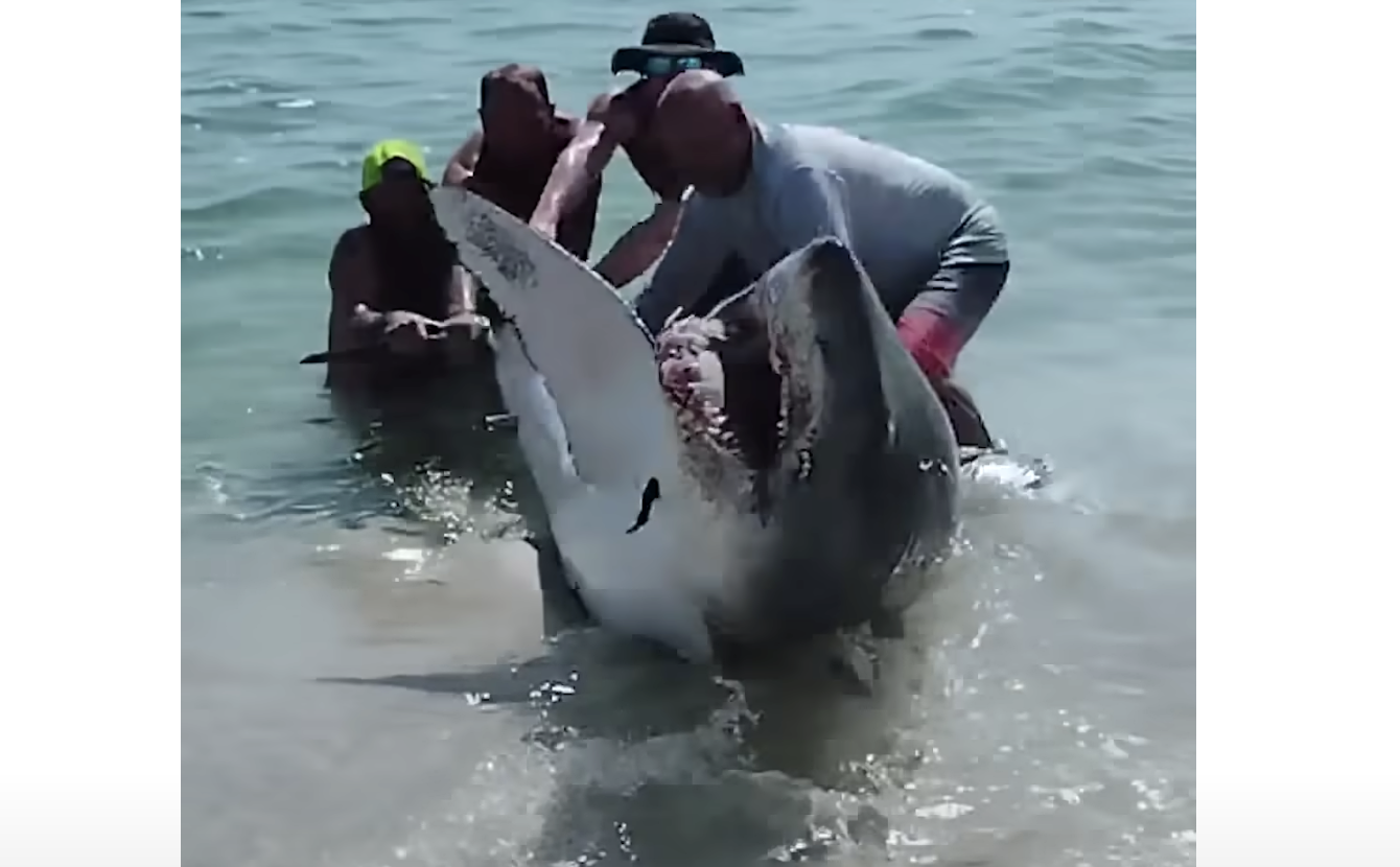TRENDING NOW: Brave couple help shark back into water | iNFOnews.ca
