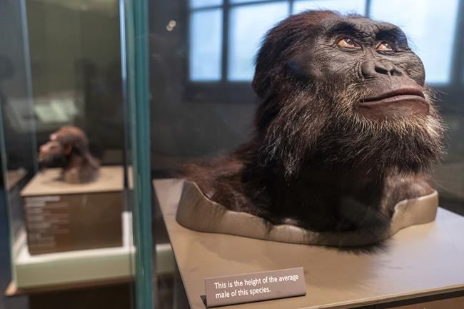 We carry DNA from extinct cousins like Neanderthals. Science is now revealing their genetic legacy | iNFOnews.ca We carry DNA from extinct cousins like Neanderthals. Science is now revealing their genetic legacy | iNFOnews.ca