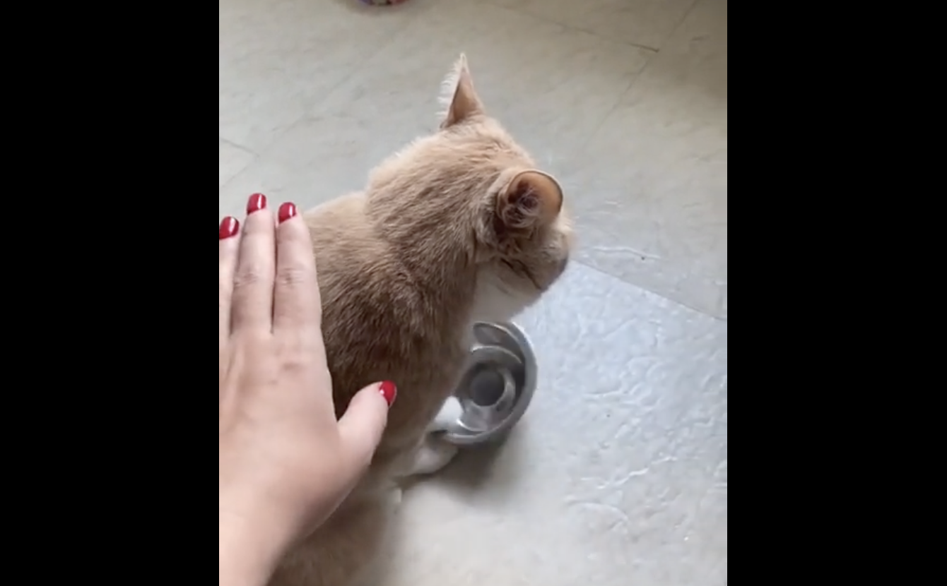 TRENDING NOW: Excuse me, you need to feed your cat | iNFOnews.ca TRENDING NOW: Excuse me, you need to feed your cat | iNFOnews.ca
