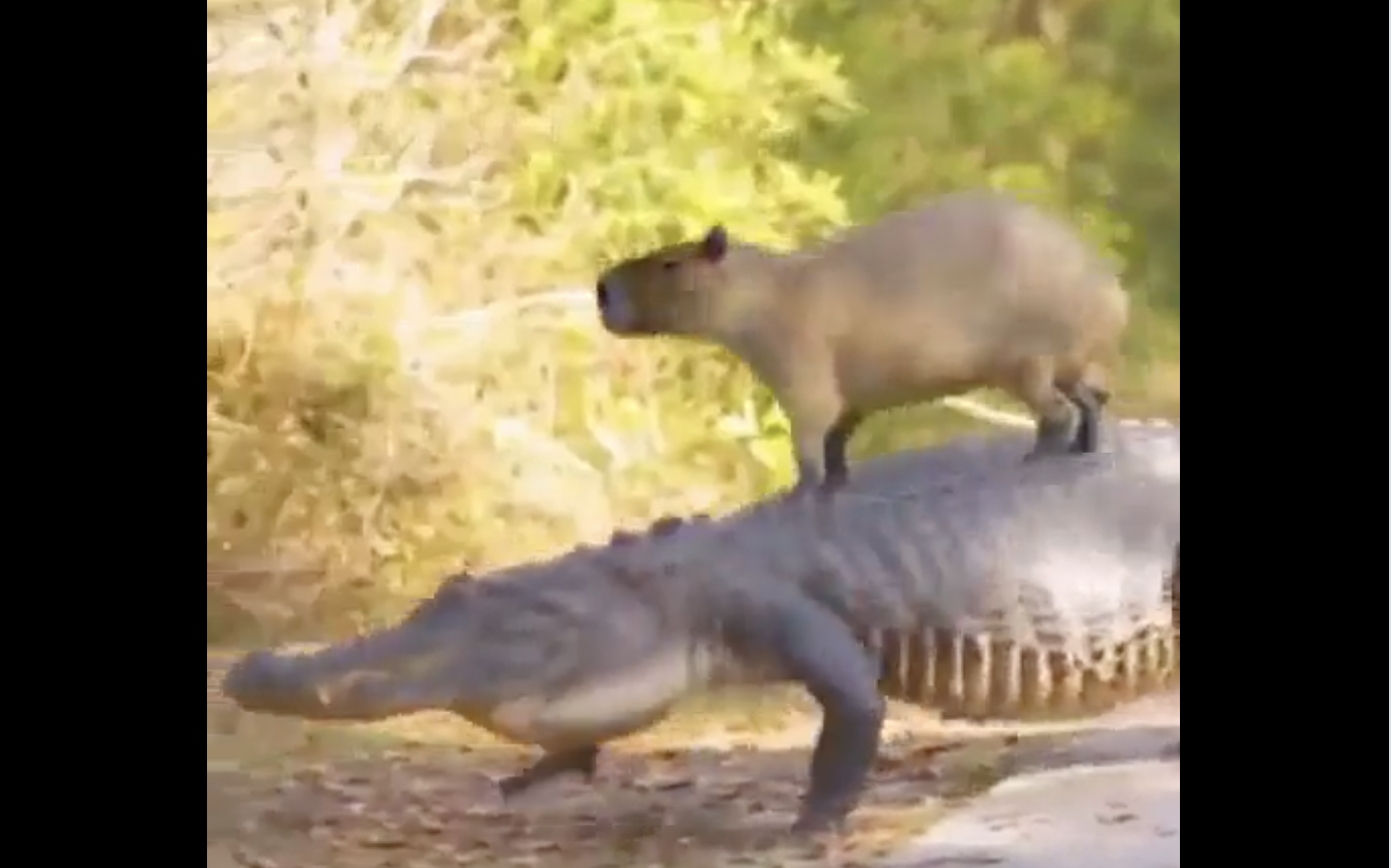 TRENDING NOW: Just a couple of besties | iNFOnews.ca