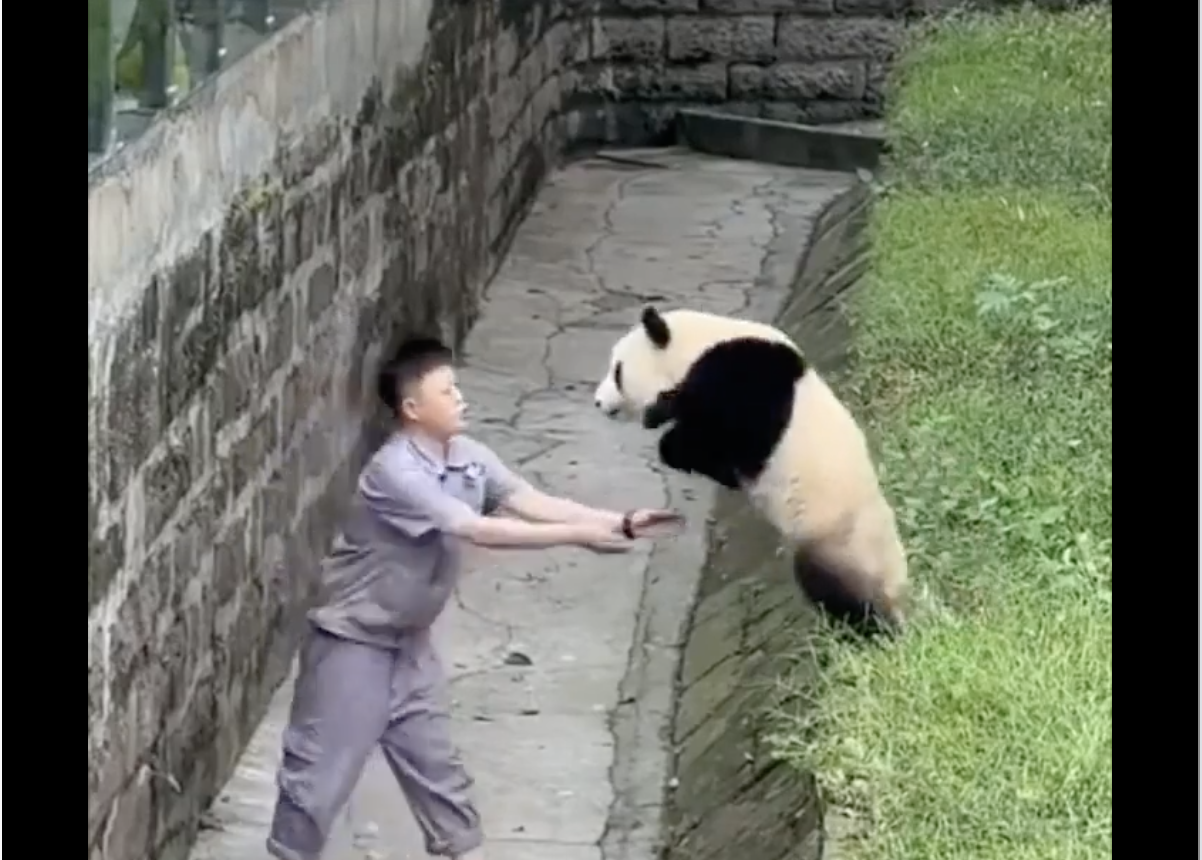 TRENDING NOW: Panda trust fall | iNFOnews.ca TRENDING NOW: Panda trust fall | iNFOnews.ca