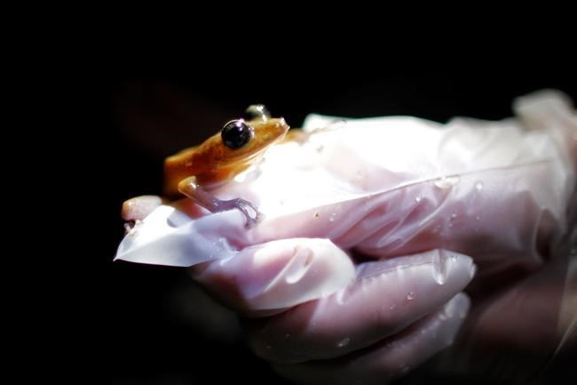 Amphibians are the world's most vulnerable animals and threats are increasing | iNFOnews.ca Amphibians are the world's most vulnerable animals and threats are increasing | iNFOnews.ca