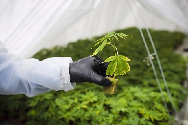 Cannabis Act review finds companies struggling to profit, health experts supportive | iNFOnews.ca