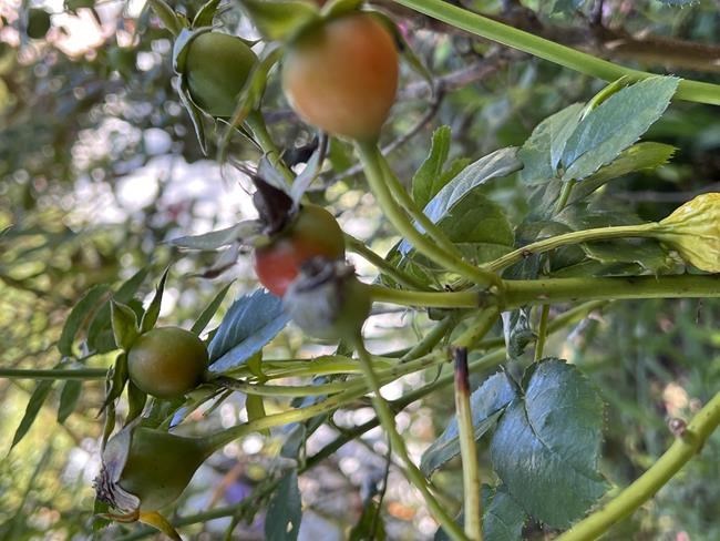 Rose hips' seedpods provide a pop of color in the fall and winter garden | iNFOnews.ca Rose hips' seedpods provide a pop of color in the fall and winter garden | iNFOnews.ca