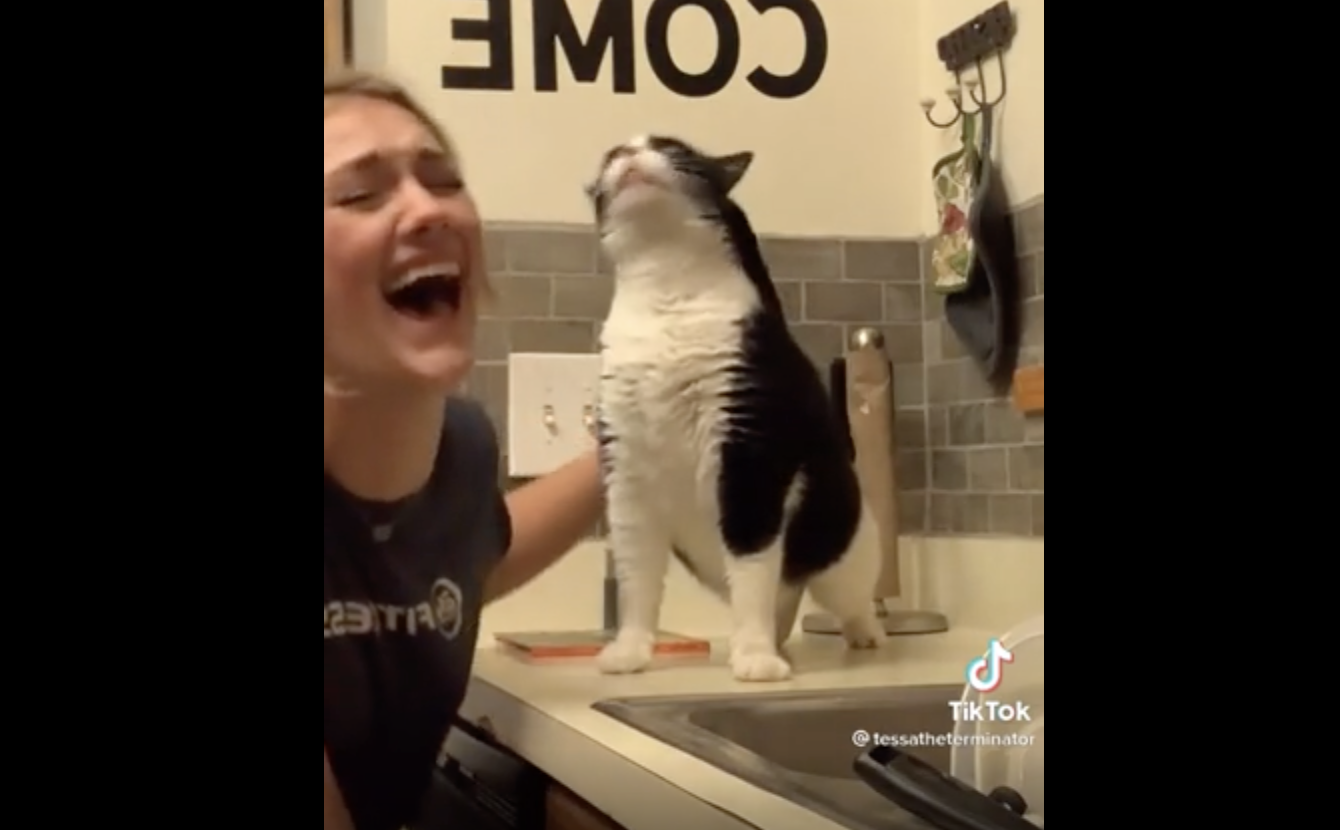 TRENDING NOW: A very vocal cat | iNFOnews.ca