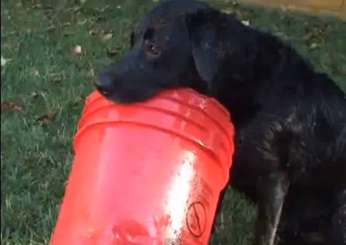 Dog really, really, really loves his bucket | iNFOnews.ca Dog really, really, really loves his bucket | iNFOnews.ca