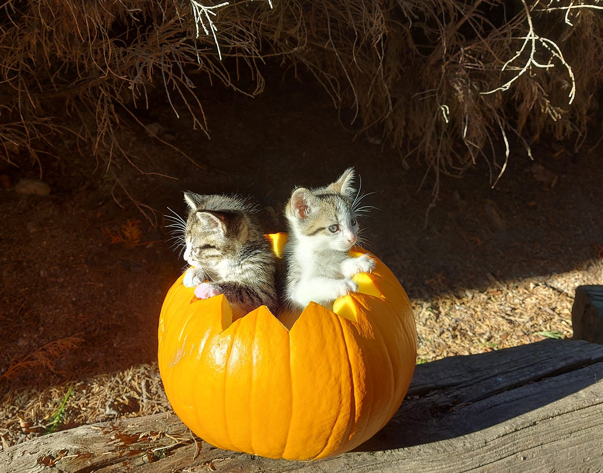 iN PHOTOS: Creative jack-o'-lanterns carved in Kamloops, Okanagan | iNFOnews.ca iN PHOTOS: Creative jack-o'-lanterns carved in Kamloops, Okanagan | iNFOnews.ca