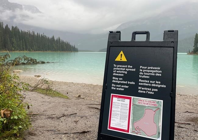 Parks Canada says whirling disease could 'decimate' fish, urges B.C. closure respect | iNFOnews.ca Parks Canada says whirling disease could 'decimate' fish, urges B.C. closure respect | iNFOnews.ca