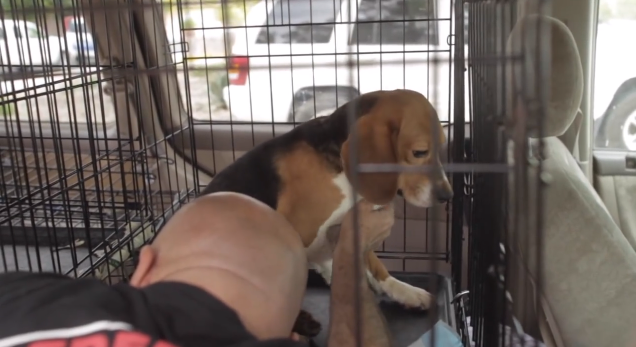 Heart warming video of rescued beagles | iNFOnews.ca