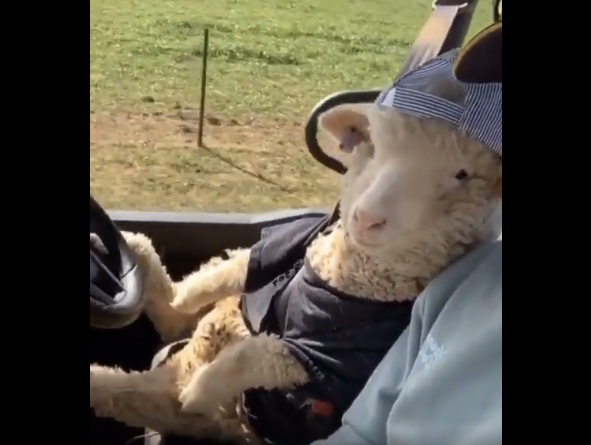 TRENDING NOW: Cool sheep gets his driver's licence | iNFOnews.ca