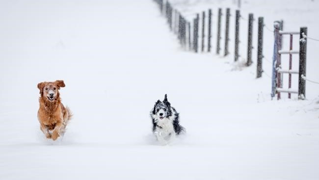 End of daylight time affects pets' schedules too, animal care workers say | iNFOnews.ca End of daylight time affects pets' schedules too, animal care workers say | iNFOnews.ca