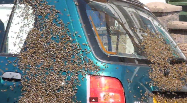 Bees swarm car | iNFOnews.ca