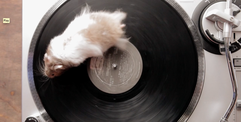 Rodents on turntable. You're welcome | iNFOnews.ca