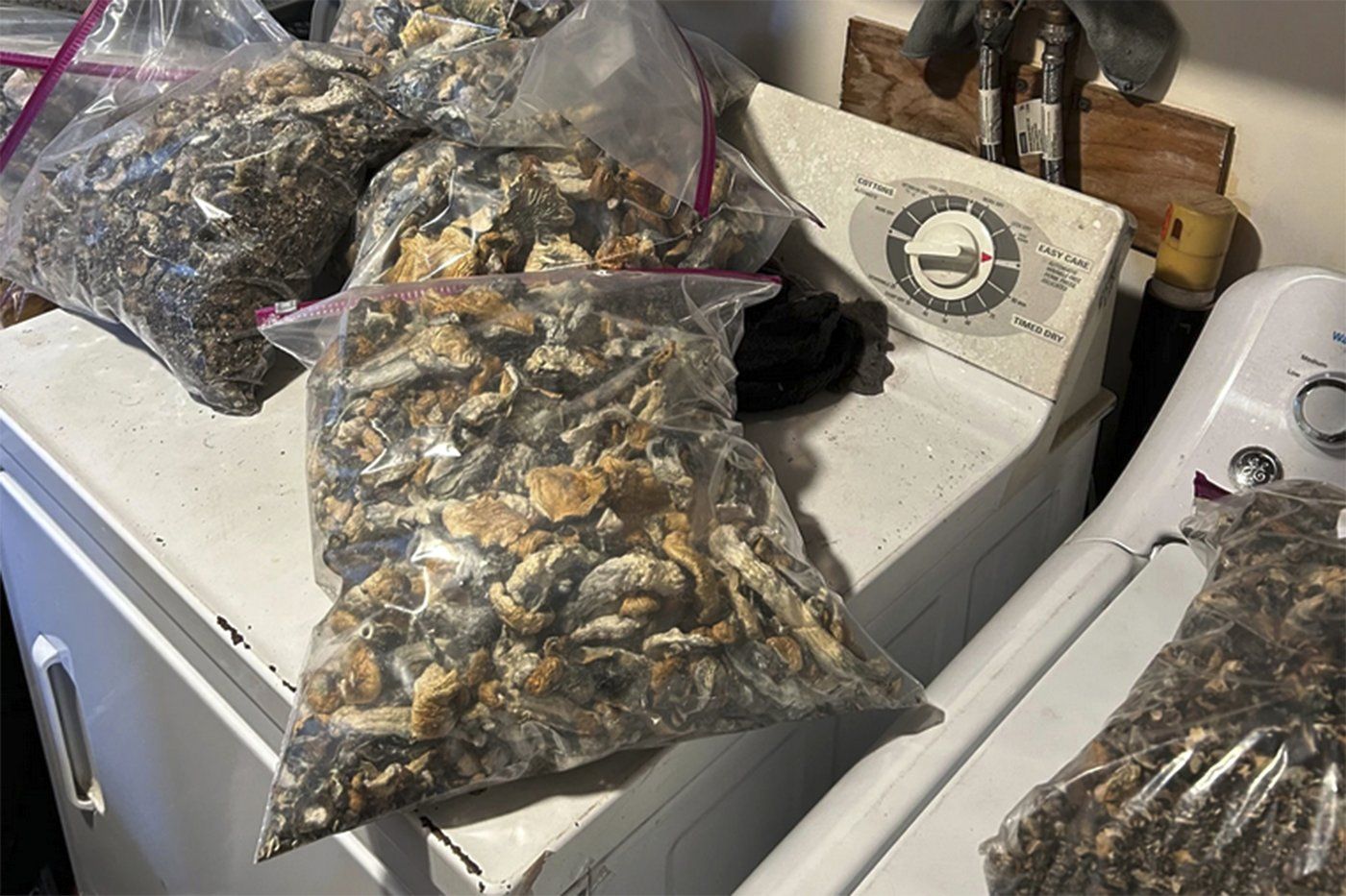 Millions of dollars of psychedelic mushrooms seized in a Connecticut bust | iNFOnews.ca