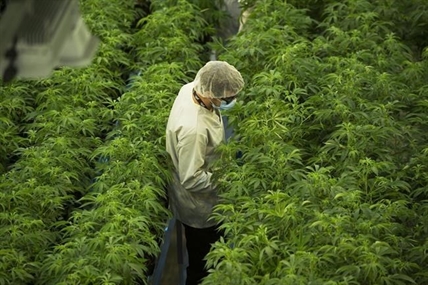Canopy Growth Corp. reports net loss of $324.8 million in second quarter | iNFOnews.ca