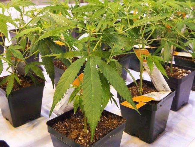 Aurora Cannabis revenues rise in Q2, led by strength in medical cannabis sales | iNFOnews.ca