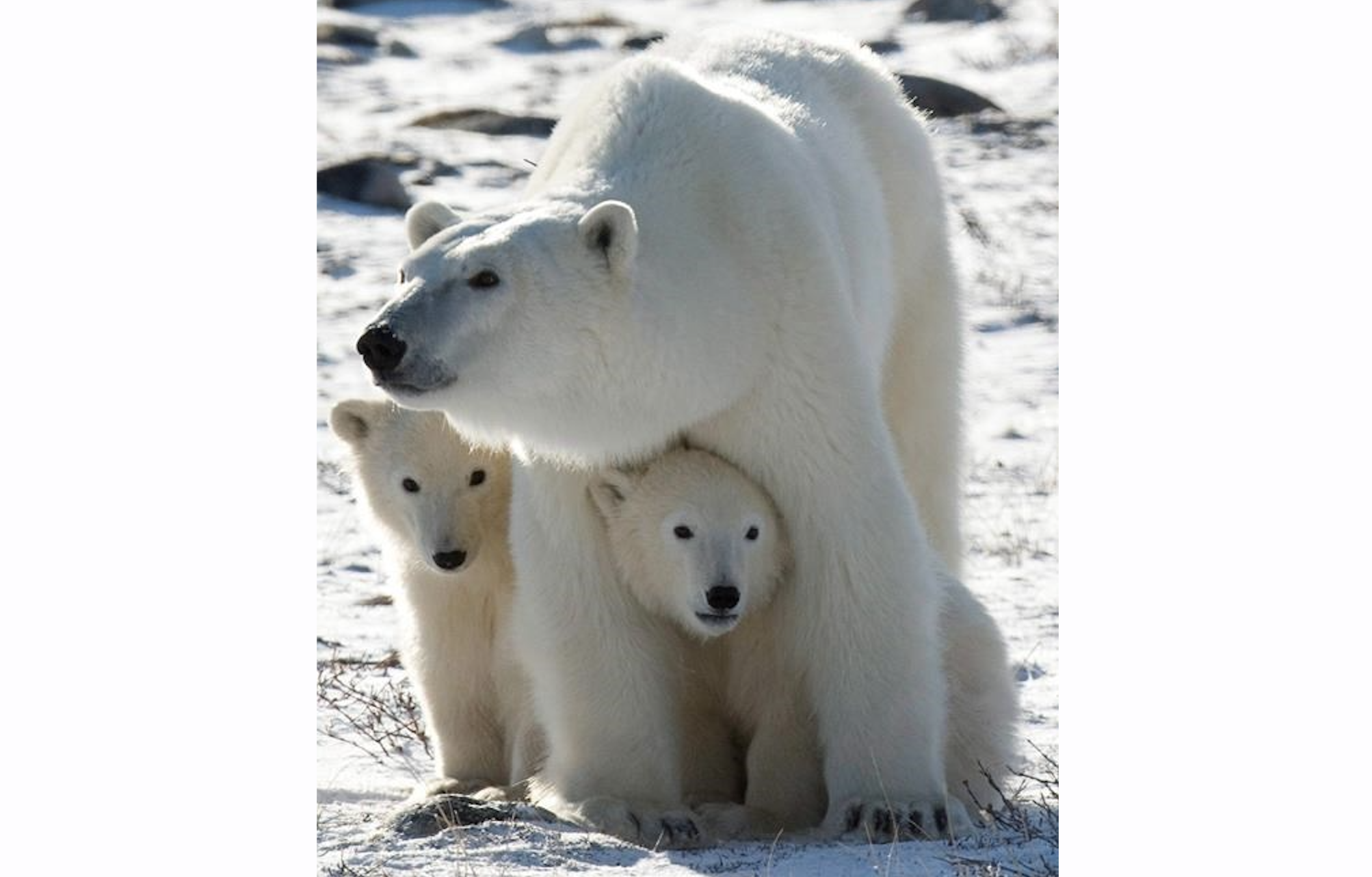 Study looks back centuries to peer into the future for polar bears | iNFOnews.ca Study looks back centuries to peer into the future for polar bears | iNFOnews.ca