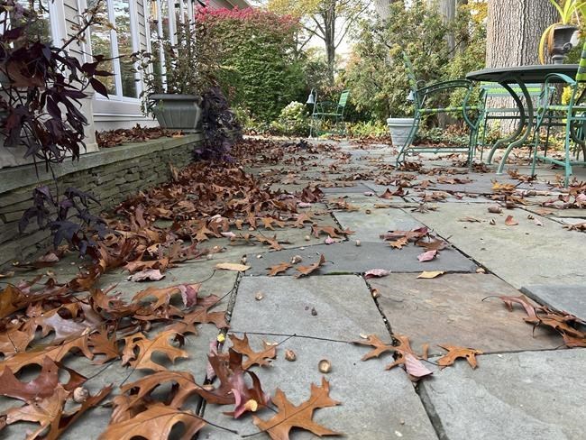 There's a movement to 'leave the leaves' in gardens and lawns. Should you do it? | iNFOnews.ca