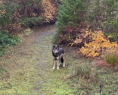 Wily wolf-dog, dubbed WD-40, gives BC rescuers the slip | iNFOnews.ca
