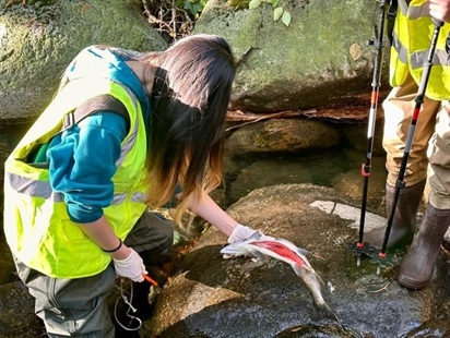 B.C. stream watchers link 'unprecedented' coho salmon kill to tire toxin and drought | iNFOnews.ca