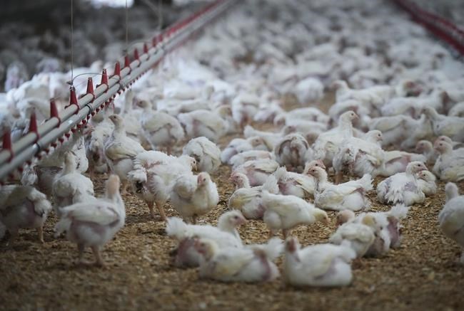 Fear of avian flu descends on BC farms as millions of chickens are killed | iNFOnews.ca