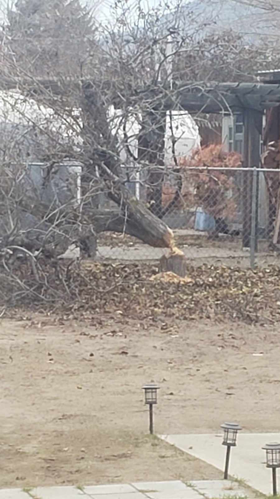Rascally beaver fells mature pear tree in Kamloops backyard | iNFOnews.ca