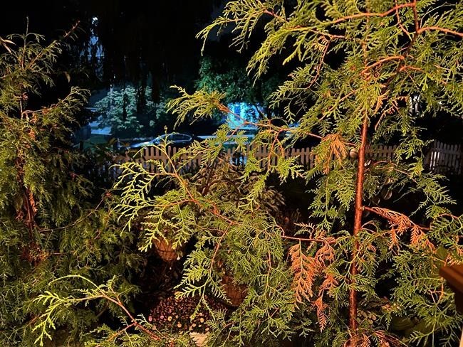 Is it normal or a problem if your evergreens are browning? How to know whether they need help | iNFOnews.ca Is it normal or a problem if your evergreens are browning? How to know whether they need help | iNFOnews.ca