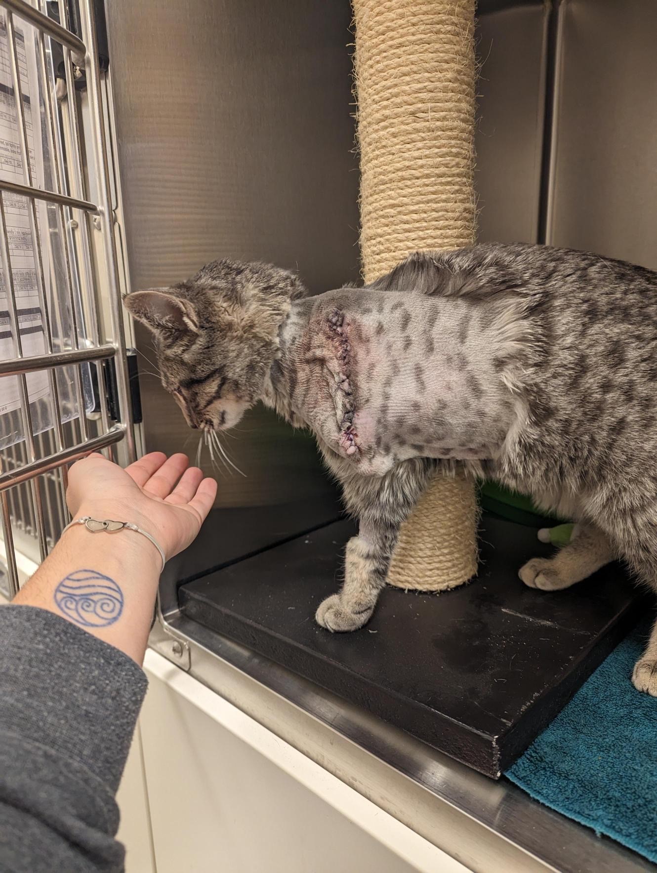 Rescued stray cat gets new lease on life after leg amputation in Kamloops | iNFOnews.ca