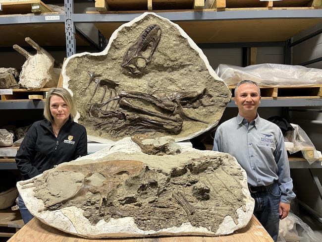 Fossil from Alberta badlands finds prey inside the stomach of young tyrannosaur | iNFOnews.ca Fossil from Alberta badlands finds prey inside the stomach of young tyrannosaur | iNFOnews.ca