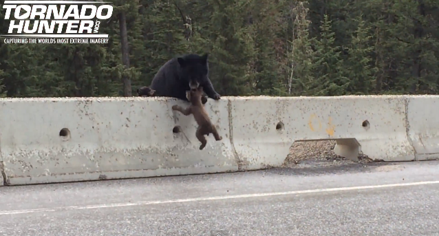 Mama bear rescues baby bear | iNFOnews.ca