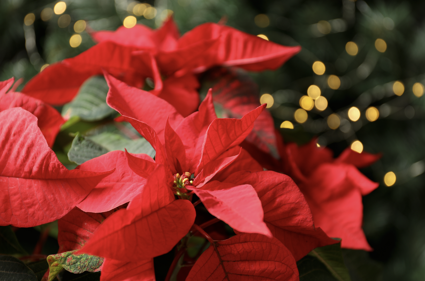 Not so fast: You could toss your poinsettias, or help them 'bloom' again next year | iNFOnews.ca