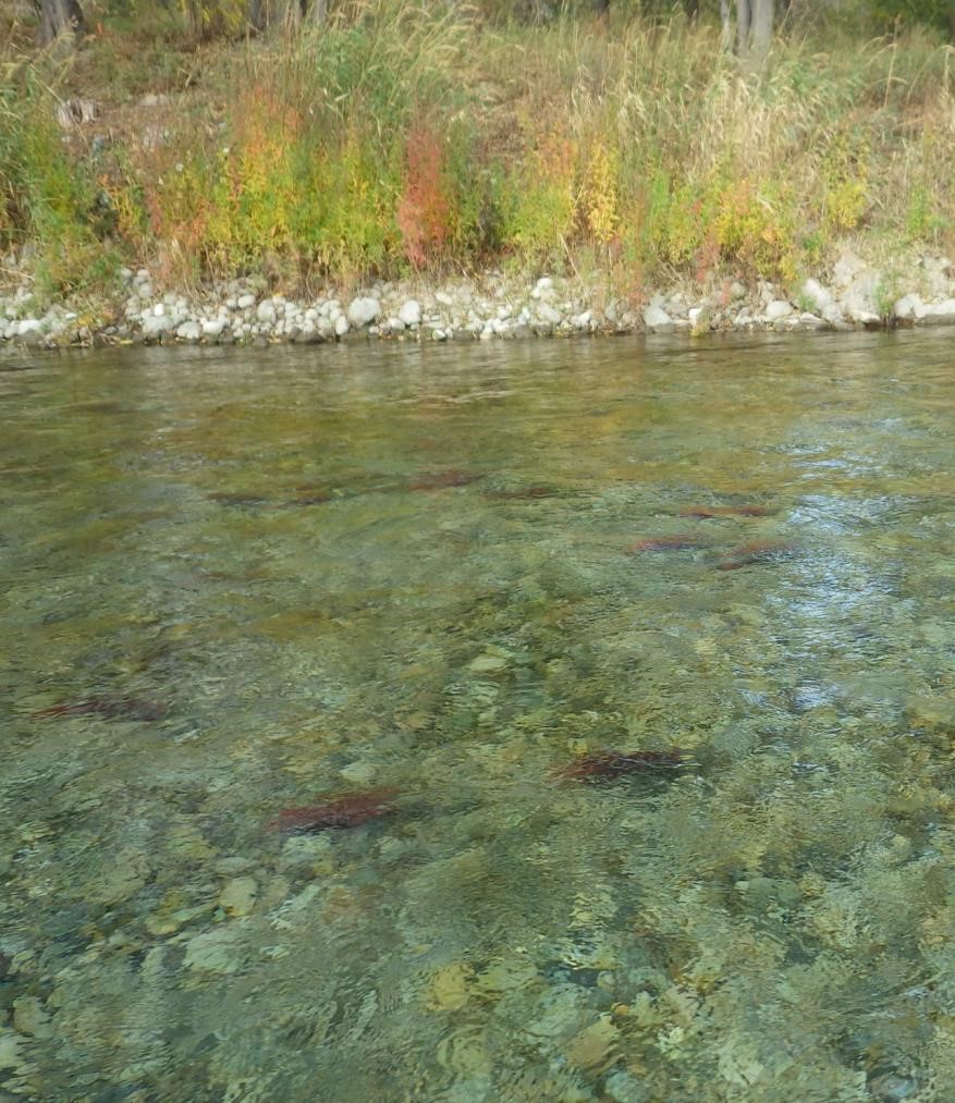 Will we 'walk across the backs' of sockeye salmon in the Okanagan again? | iNFOnews.ca
