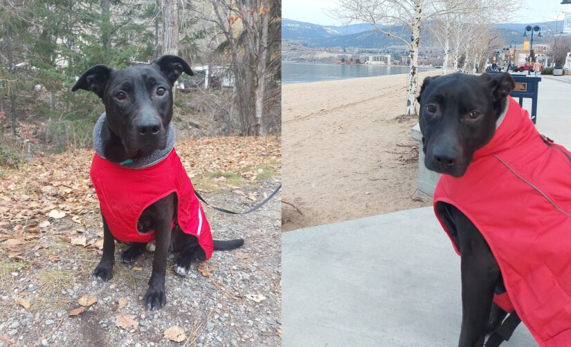 Emaciated dog found in North Okanagan woods finds forever home | iNFOnews.ca