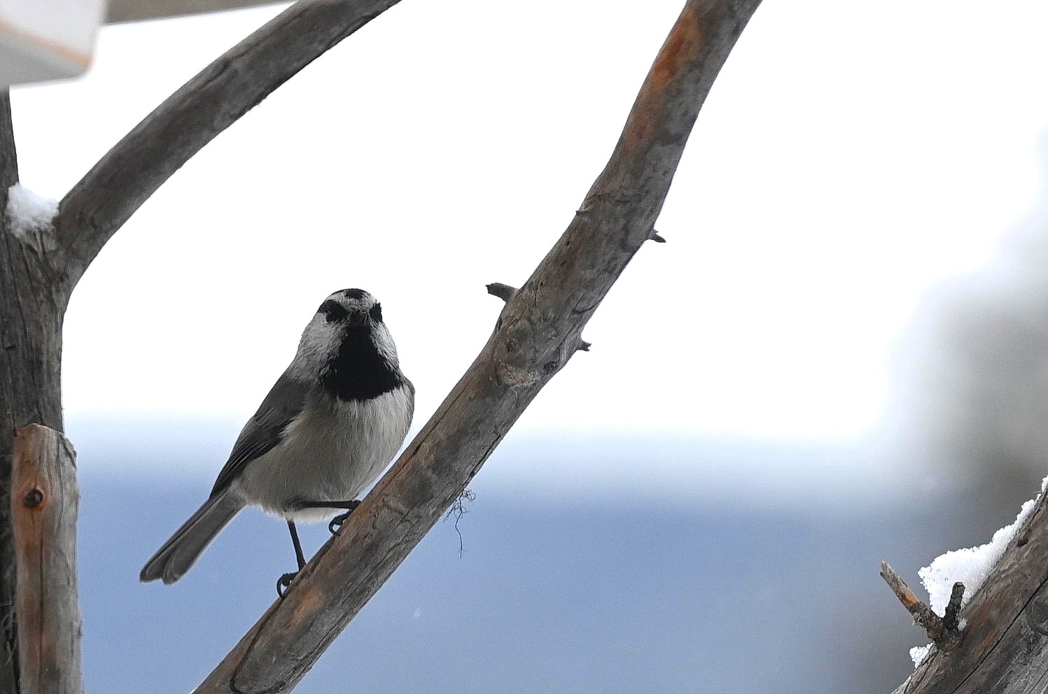iN PHOTOS: Chickadees cheer up cold winter months in Kamloops, Okanagan | iNFOnews.ca