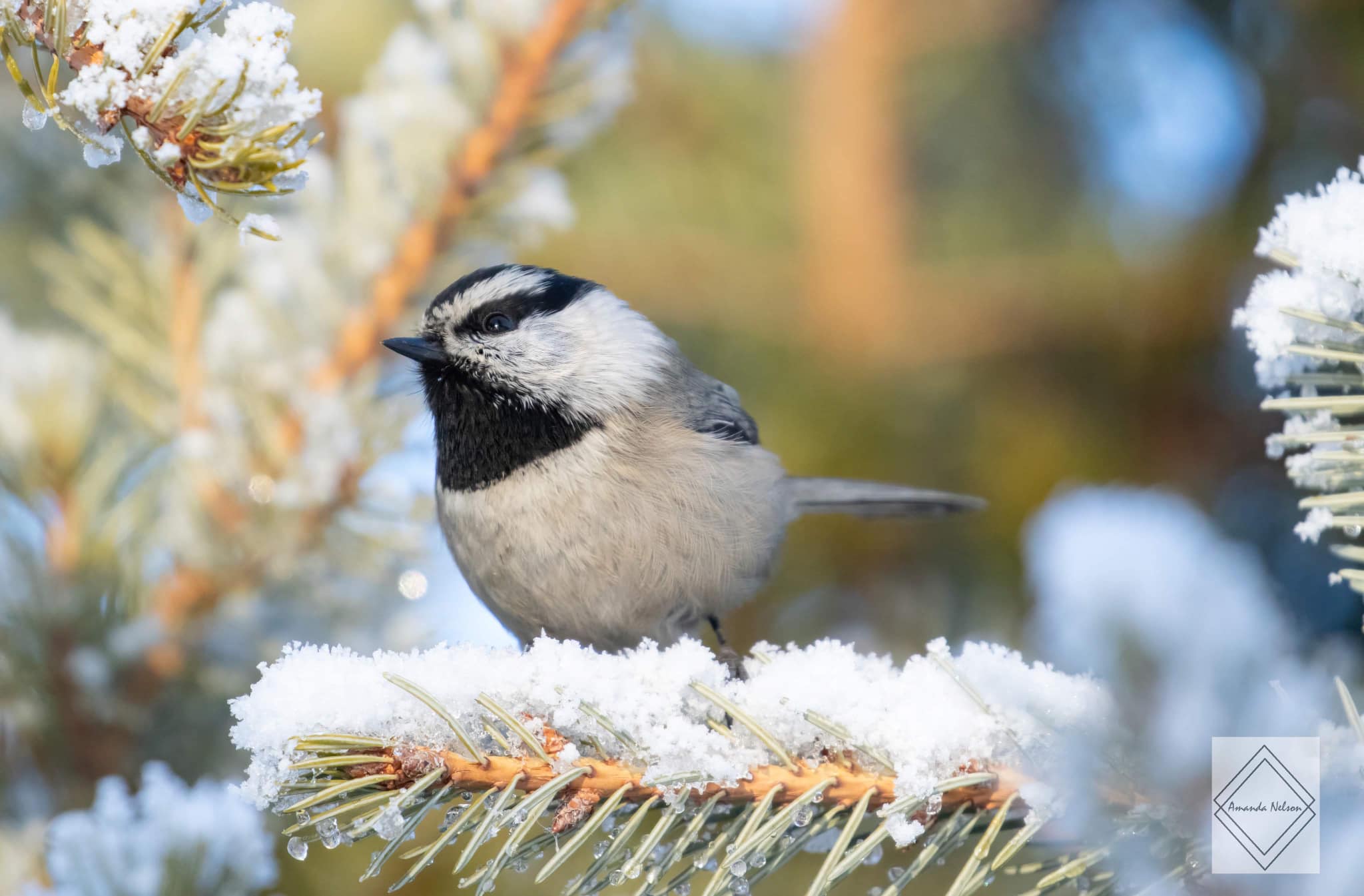 iN PHOTOS: Chickadees cheer up cold winter months in Kamloops, Okanagan | iNFOnews.ca