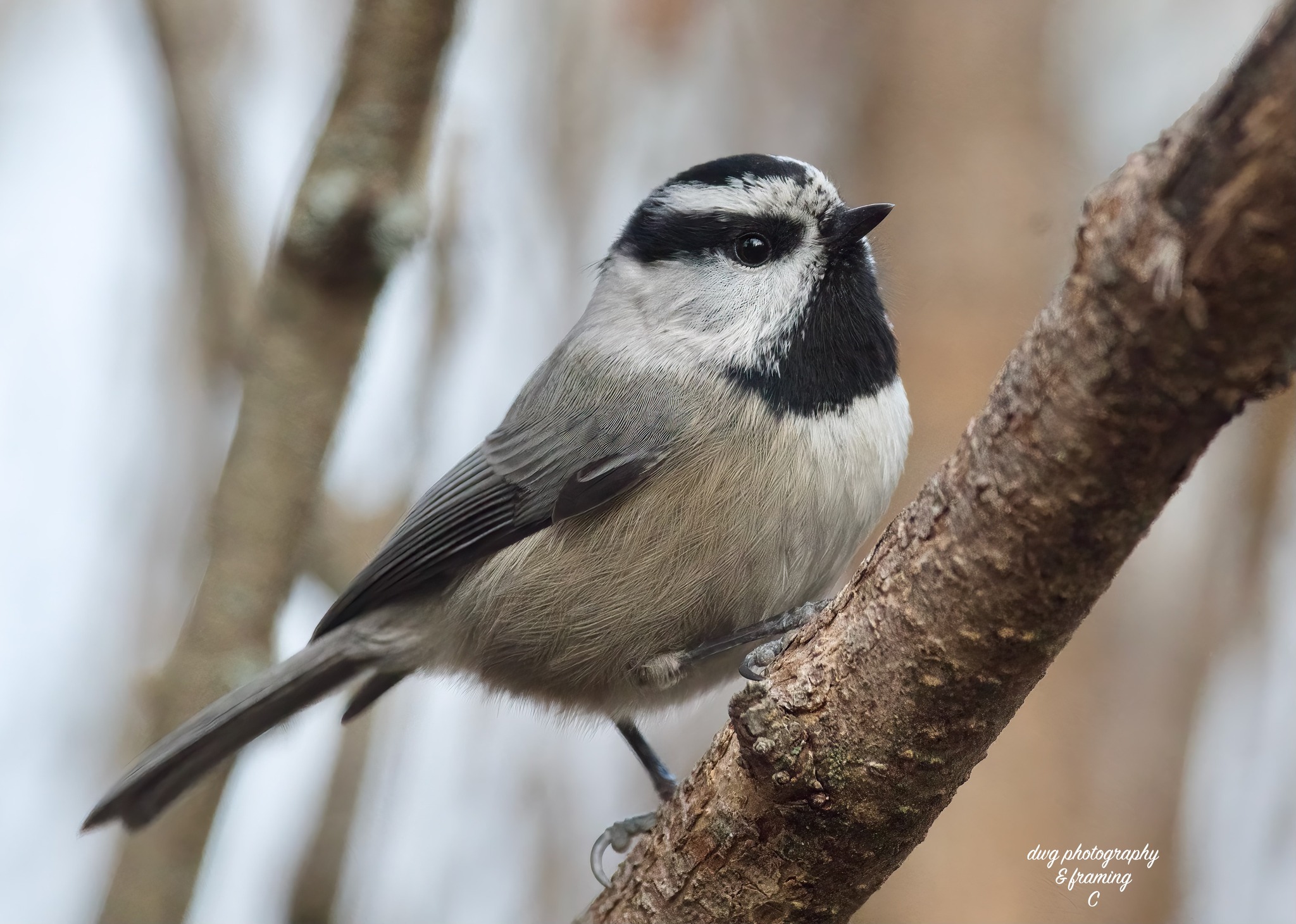 iN PHOTOS: Chickadees cheer up cold winter months in Kamloops, Okanagan | iNFOnews.ca
