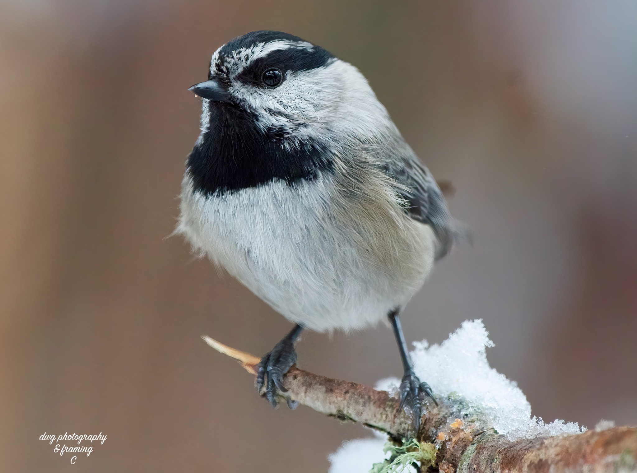 iN PHOTOS: Chickadees cheer up cold winter months in Kamloops, Okanagan | iNFOnews.ca