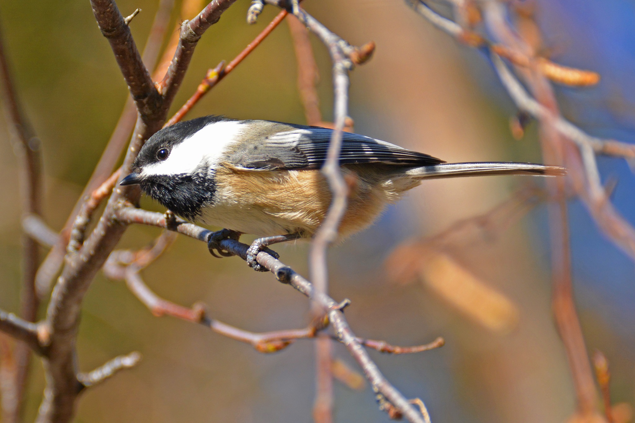 iN PHOTOS: Chickadees cheer up cold winter months in Kamloops, Okanagan | iNFOnews.ca