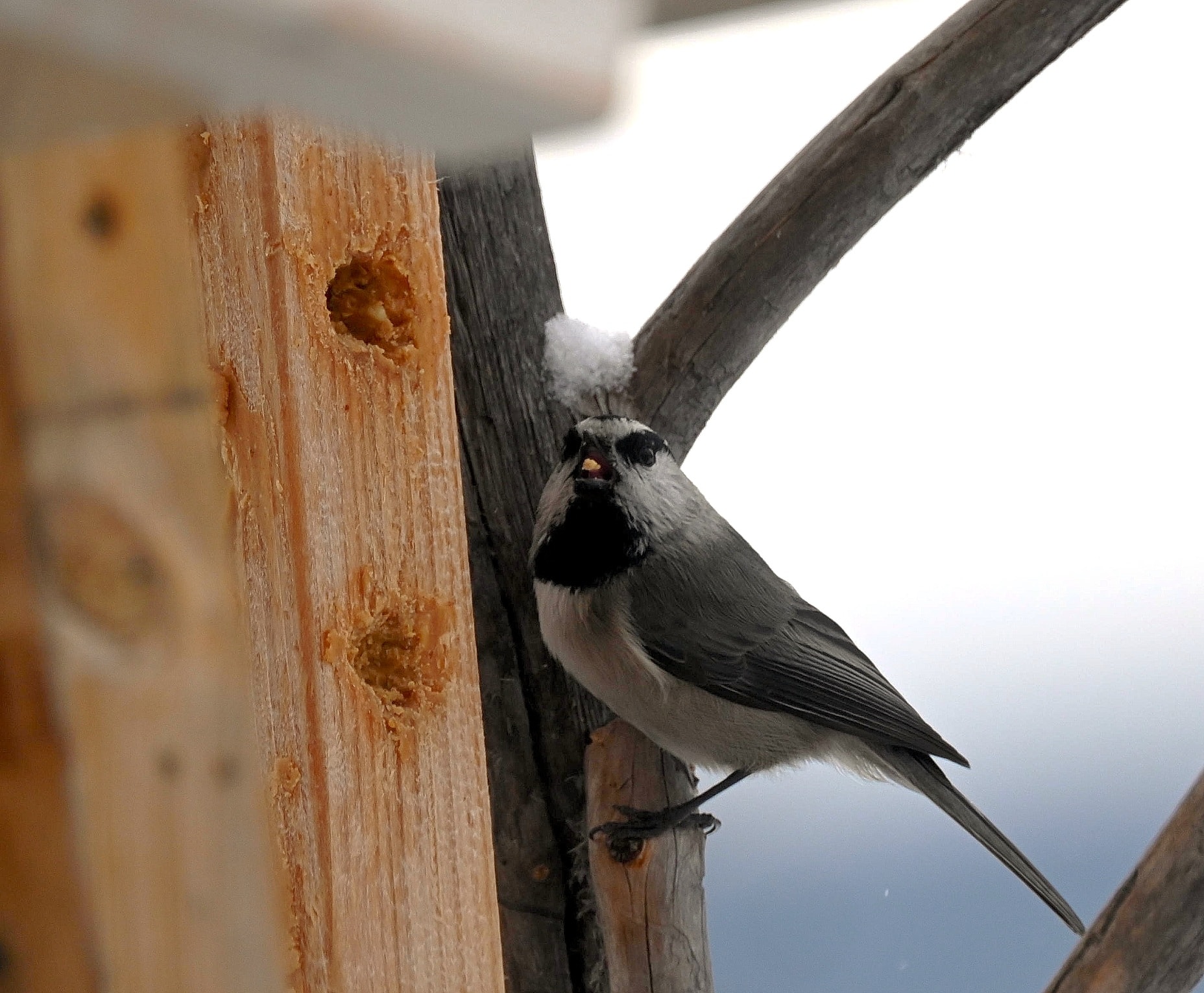 iN PHOTOS: Chickadees cheer up cold winter months in Kamloops, Okanagan | iNFOnews.ca