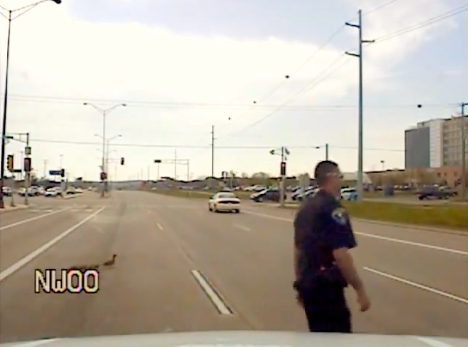 Mother duck and ducklings get police escort | iNFOnews.ca Mother duck and ducklings get police escort | iNFOnews.ca