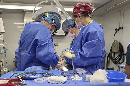 First-ever experiment shows how pigs might one day help people with liver failure | iNFOnews.ca First-ever experiment shows how pigs might one day help people with liver failure | iNFOnews.ca