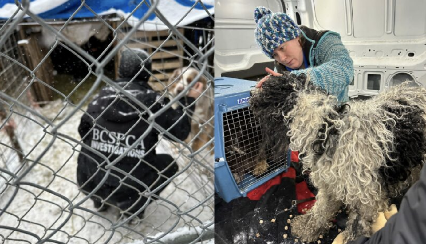 Seven dogs rescued from North Okanagan backyard breeder | iNFOnews.ca Seven dogs rescued from North Okanagan backyard breeder | iNFOnews.ca