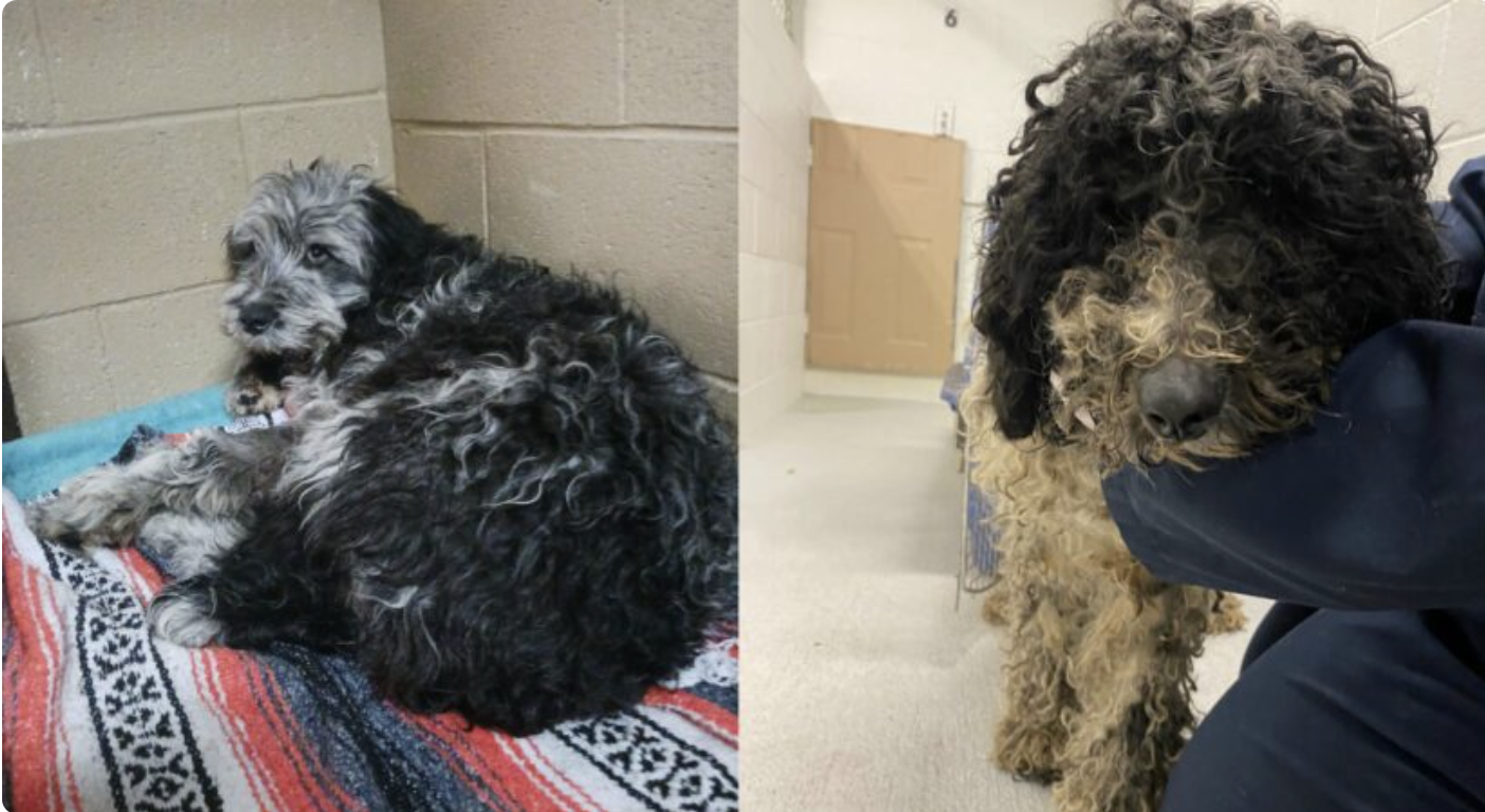 Seven dogs rescued from North Okanagan backyard breeder | iNFOnews.ca Seven dogs rescued from North Okanagan backyard breeder | iNFOnews.ca