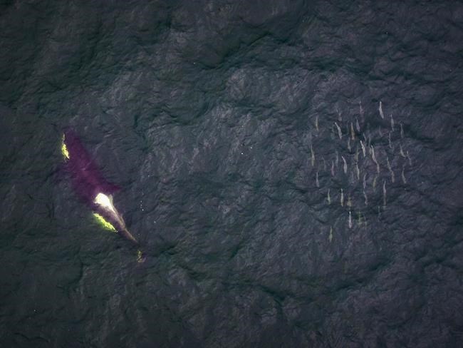 BC trawlers dump thousands of salmon, depleting orcas' food source: wildlife group | iNFOnews.ca