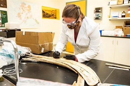 Study maps mammoth's 1,000-km trek, suggests species coexisted with humans in Alaska | iNFOnews.ca Study maps mammoth's 1,000-km trek, suggests species coexisted with humans in Alaska | iNFOnews.ca