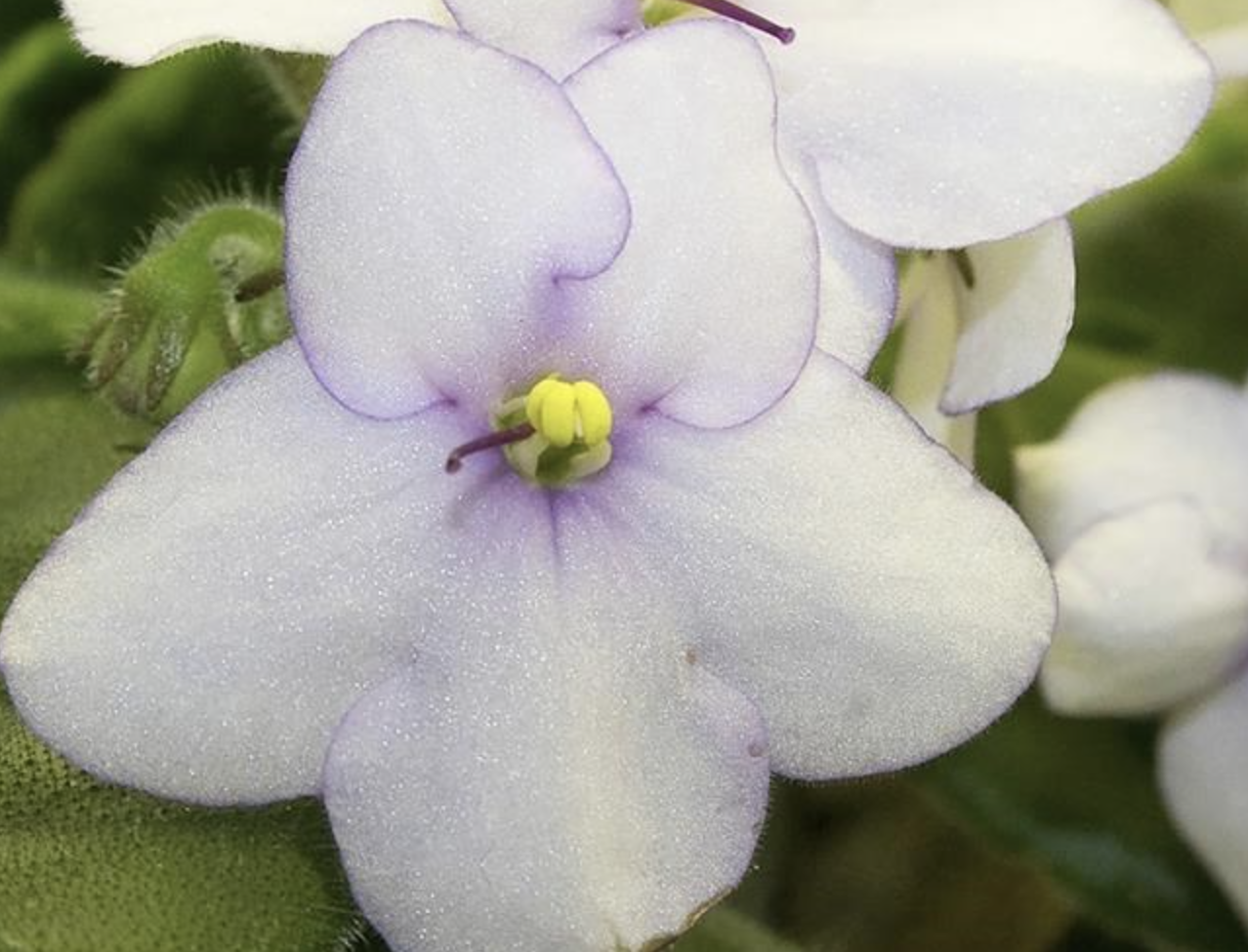 The shade-loving African violet is having its day in the sun | iNFOnews.ca